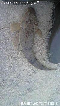 ޥ