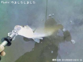 シーバス
