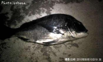 クロダイ