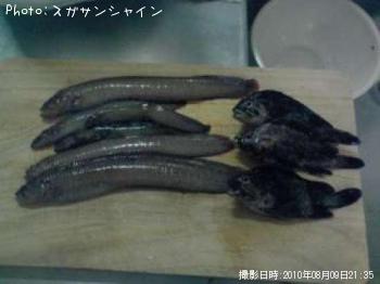 ギンポ