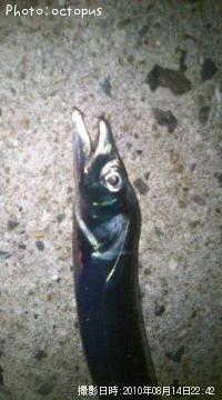 タチウオ