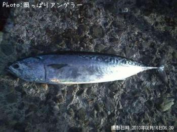 ソーダガツオ