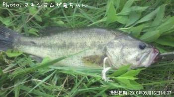 ブラックバス