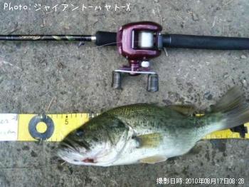 ブラックバス