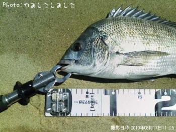 チヌ
