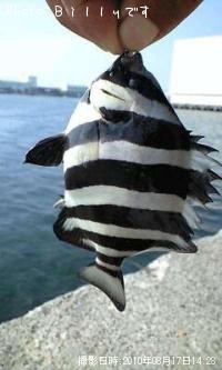 シマダイ