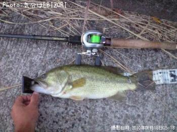 ブラックバス