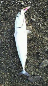 マルソウダ