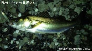 シーバス
