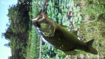 ブラックバス