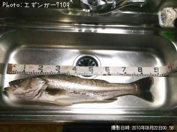 シーバス