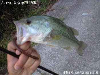 ブラックバス