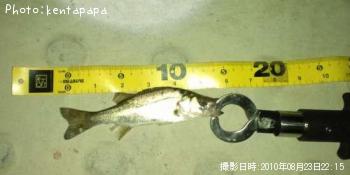 シーバス