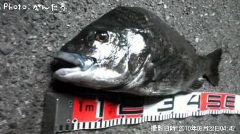 チヌ