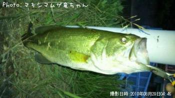 ブラックバス