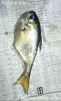 謎の魚