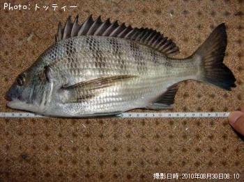 チヌ