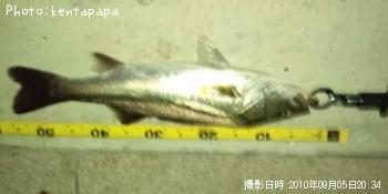 シーバス
