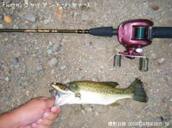 ブラックバス