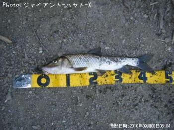 ニゴイ