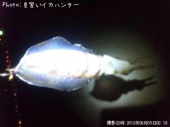 アオリイカ