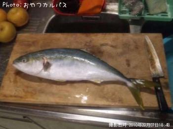 ワラサ