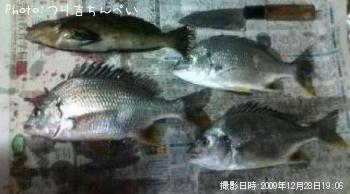 キチヌ