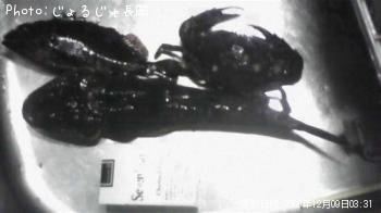 マゴチ