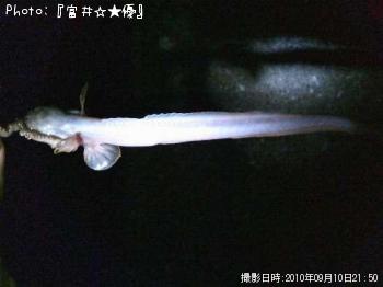 饹