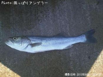 シーバス