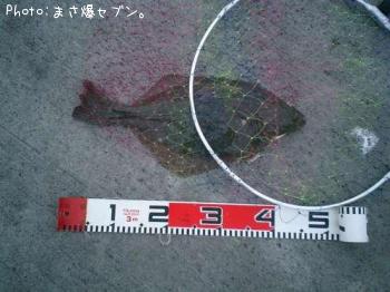 イシガレイ