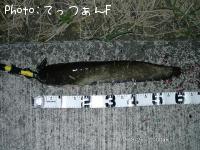 ナマズ