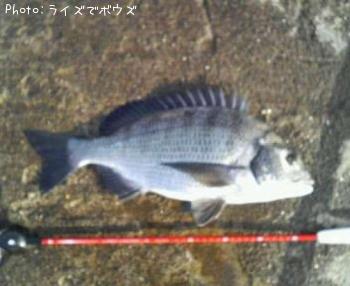黒鯛