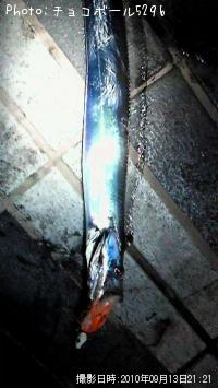太刀魚