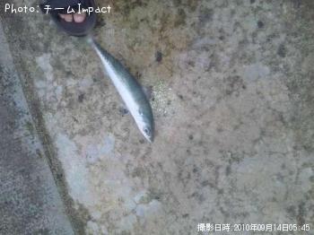 マサバ