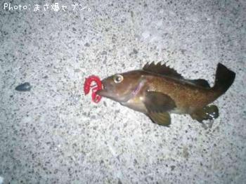 エゾメバル