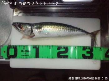 ゴマサバ