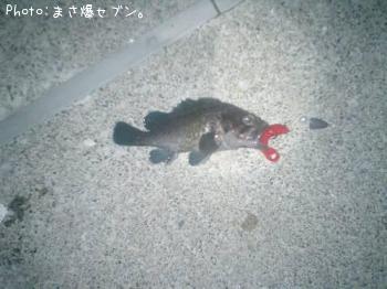 マソイ