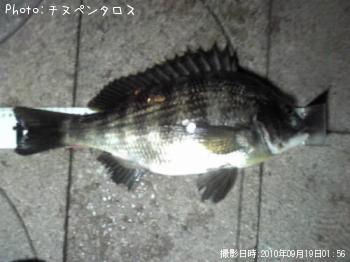クロダイ
