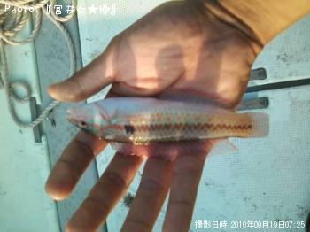 ベラ