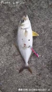 カンパチ