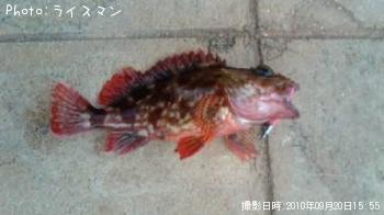 カサゴ