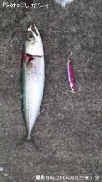 鯖