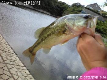 ブラックバス
