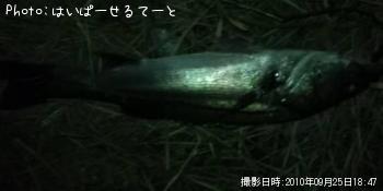 シーバス