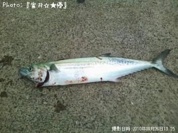 サワラ
