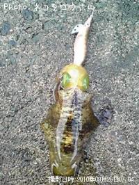 ꥤ