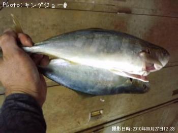 ヤズ