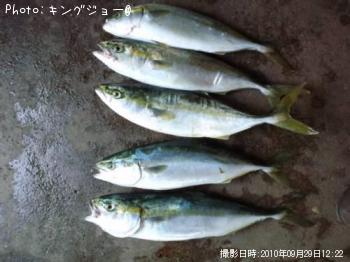 䥺ɤ