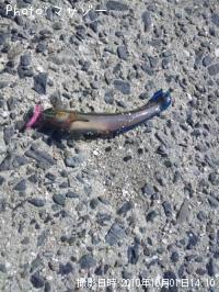 雑魚